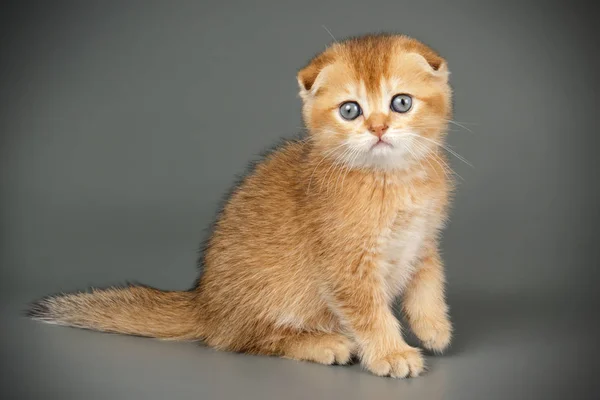 Scottish fold shorthair cat on colored backgrounds — Stock Photo, Image