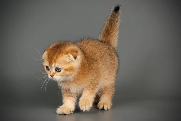 Scottish fold shorthair cat on colored backgrounds — Stock Photo, Image