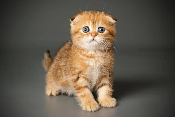 Scottish ori pisica cu aer scurt pe fundaluri colorate — Fotografie, imagine de stoc