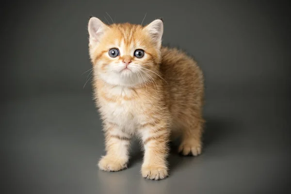 Escocês em linha reta curta gato em fundos coloridos — Fotografia de Stock