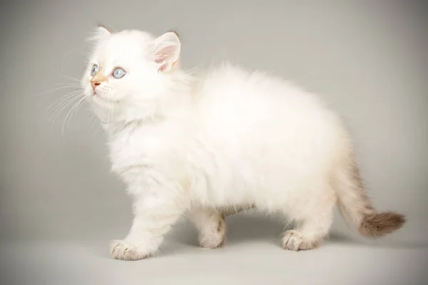 Gato escocés de pelo largo y liso sobre fondos de color —  Fotos de Stock