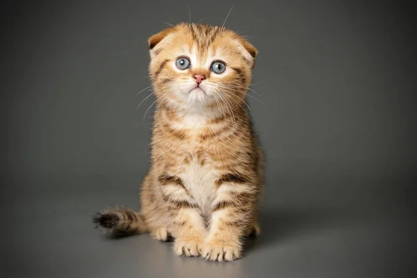 Scottish ori pisica cu aer scurt pe fundaluri colorate — Fotografie, imagine de stoc