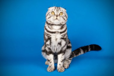 İskoç fold stenografi kedi renkli arka plan üzerinde