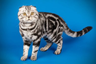 İskoç fold stenografi kedi renkli arka plan üzerinde