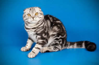 İskoç fold stenografi kedi renkli arka plan üzerinde