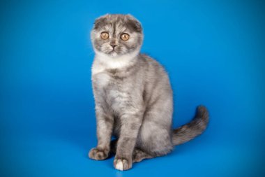 İskoç fold stenografi kedi renkli arka plan üzerinde