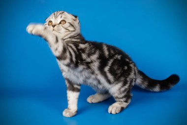 İskoç fold stenografi kedi renkli arka plan üzerinde