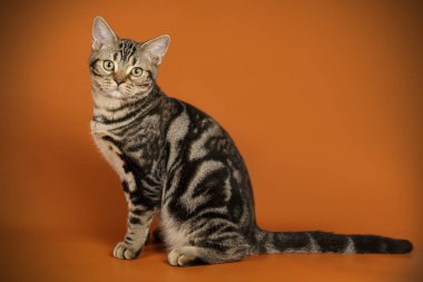 Renkli arka plan üzerinde Amerikalı stenografi kedi