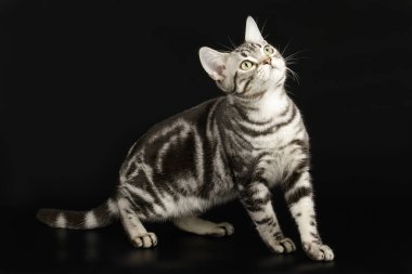 Renkli arka plan üzerinde Amerikalı stenografi kedi