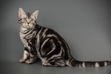 Renkli arka plan üzerinde Amerikalı stenografi kedi