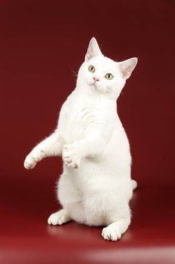 Renkli arka plan üzerinde Amerikalı stenografi kedi