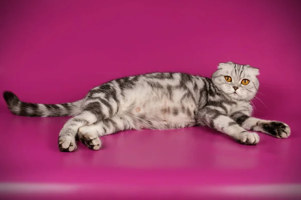 Scottish fold shorthair cat on colored backgrounds — Stock Photo, Image