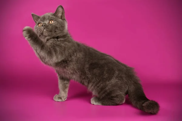 Scottish straight shorthair cat on colored backgrounds — Stock Photo, Image
