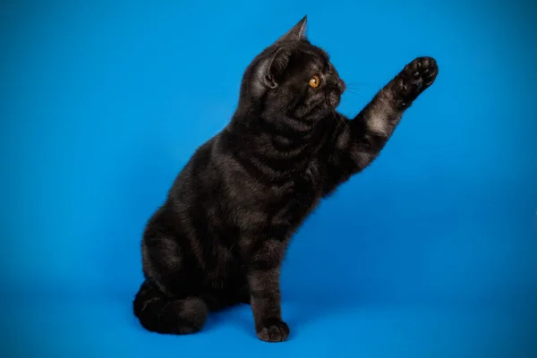 Scozzese gatto stenografia dritto su sfondi colorati — Foto Stock