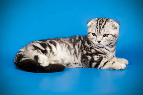Pliegue escocés taquigrafía gato en fondos de color — Foto de Stock