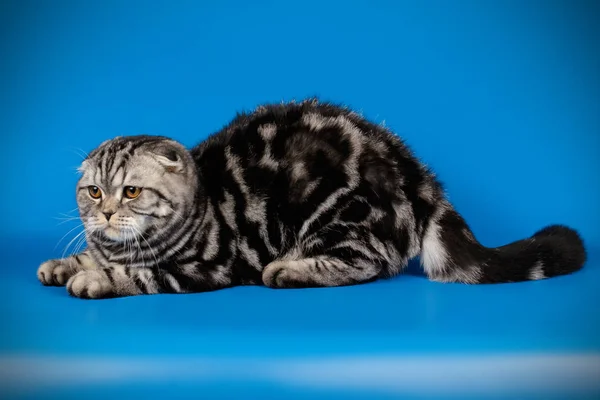 Schotse vouwen korthaar kat op een gekleurde achtergrond — Stockfoto