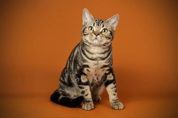 American shorthair cat on colored backgrounds — Stock Photo, Image