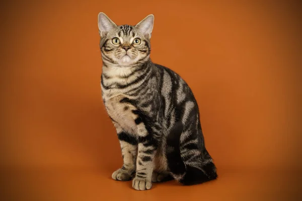 カラーの背景上のアメリカンショートヘア猫 — ストック写真