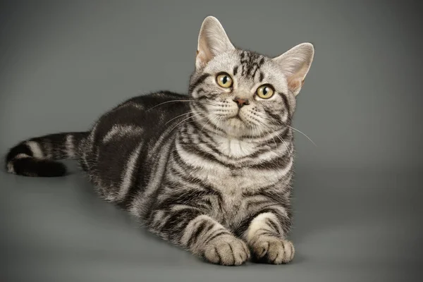 American Shorthair Cat Colored Backgrounds — Stock Photo, Image