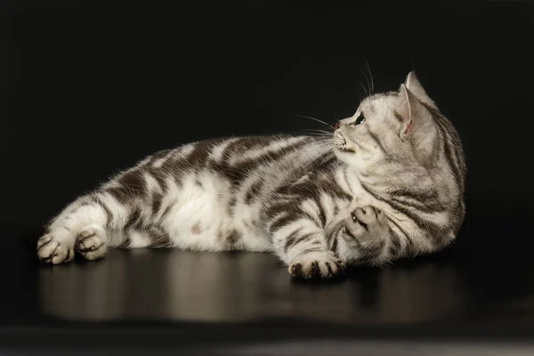 American Shorthair Gatto Sfondi Colorati — Foto Stock