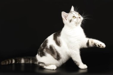 Renkli arka plan üzerinde Amerikalı stenografi kedi