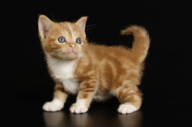 Renkli arka plan üzerinde Amerikalı stenografi kedi