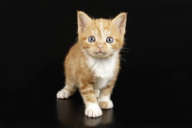 Renkli arka plan üzerinde Amerikalı stenografi kedi