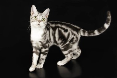 Renkli arka plan üzerinde Amerikalı stenografi kedi