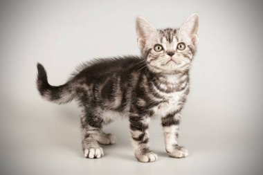 Renkli arka plan üzerinde Amerikalı stenografi kedi