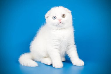 İskoç fold stenografi kedi renkli arka plan üzerinde