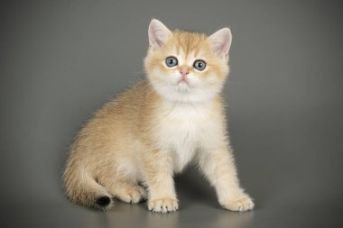 renkli arka plan üzerinde İskoç düz stenografi kedi