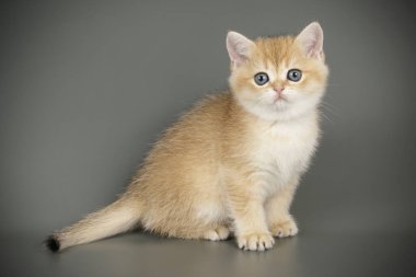 renkli arka plan üzerinde İskoç düz stenografi kedi