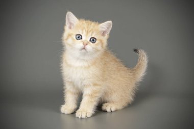 renkli arka plan üzerinde İskoç düz stenografi kedi