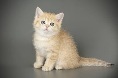 renkli arka plan üzerinde İskoç düz stenografi kedi