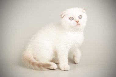 İskoç fold stenografi kedi renkli arka plan üzerinde