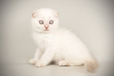 İskoç fold stenografi kedi renkli arka plan üzerinde