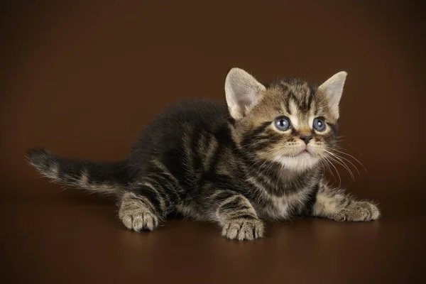 Americká krátkosrstá kočka na barevné pozadí — Stock fotografie