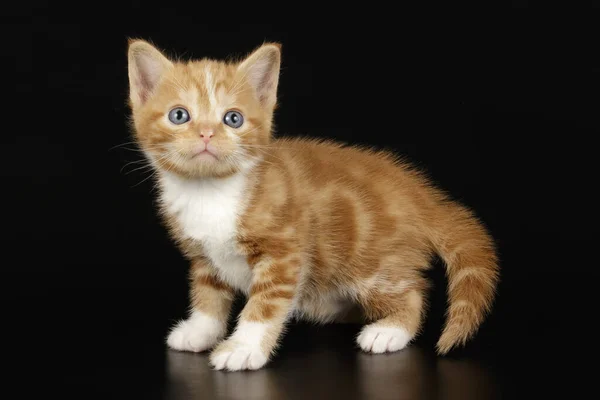 Американская короткошерстная кошка на цветном фоне — стоковое фото