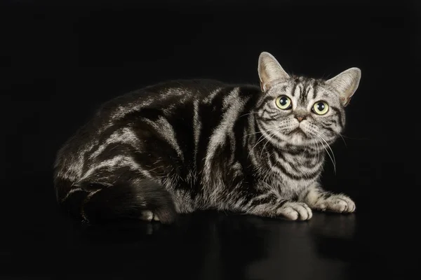 Amerikanen Stenografien Katt Färgad Bakgrund — Stockfoto