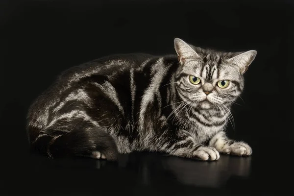 Amerikanische Kurzhaarkatze Auf Farbigen Hintergründen — Stockfoto