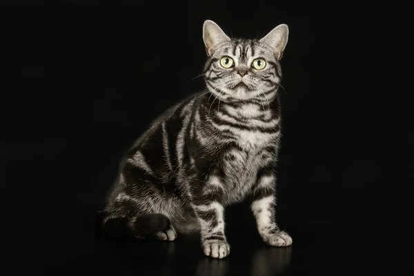 American Shorthair Gato Fundos Coloridos — Fotografia de Stock