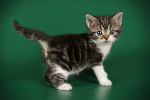 Αμερικανικό Shorthair γάτα σε έγχρωμα φόντα — Φωτογραφία Αρχείου