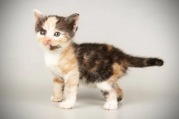 Kucing bulu pendek Amerika dengan latar belakang berwarna — Stok Foto