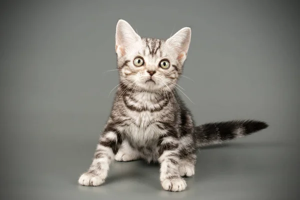 Американська короткошерста кішка на кольорові столу — стокове фото