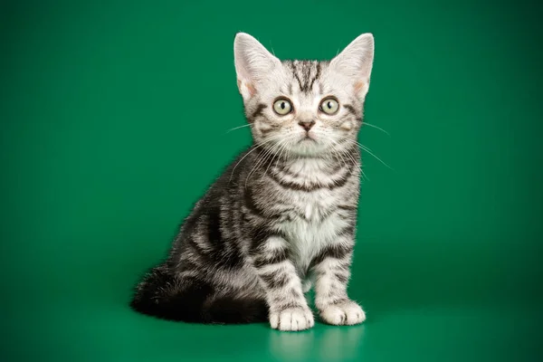 American Shorthair Cat Colored Backgrounds — Stock Photo, Image