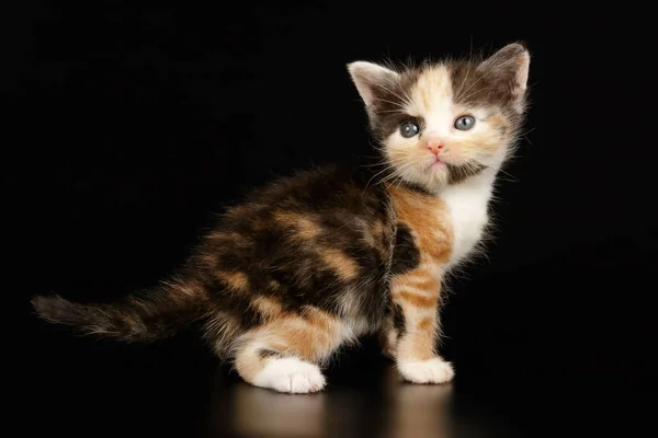 Kucing Bulu Pendek Amerika Dengan Latar Belakang Berwarna — Stok Foto
