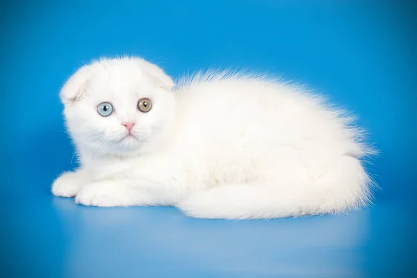 Escocês dobra curta gato em fundos coloridos — Fotografia de Stock