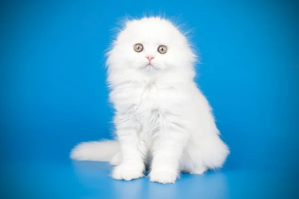 Pliegue escocés pelo largo gato en fondos de color —  Fotos de Stock