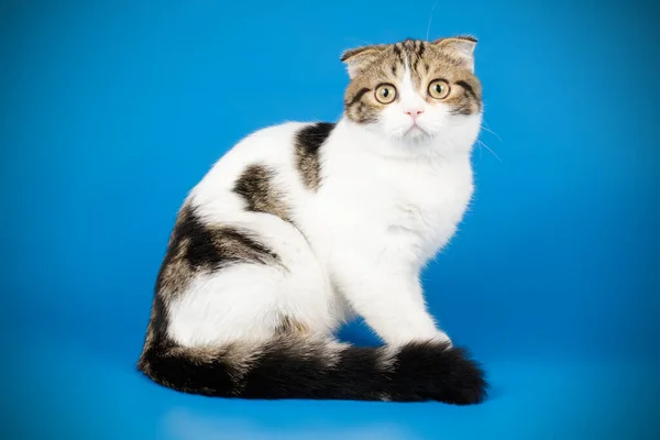 スコティッシュフォールドの猫色の背景に — ストック写真