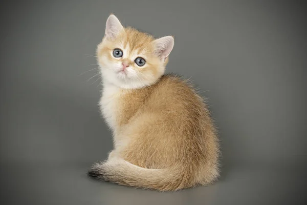 Schottische Kurzhaarkatze auf farbigen Hintergründen — Stockfoto